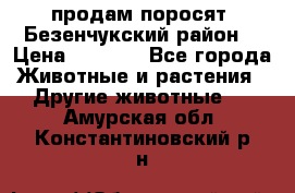 продам поросят .Безенчукский район  › Цена ­ 2 500 - Все города Животные и растения » Другие животные   . Амурская обл.,Константиновский р-н